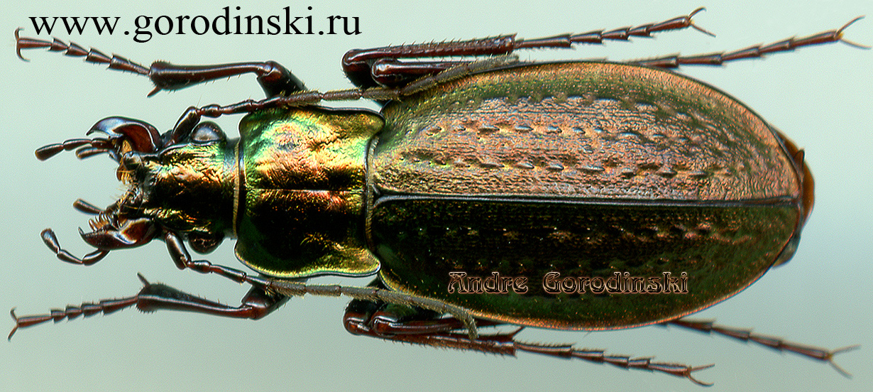 http://www.gorodinski.ru/carabus/Rhigocarabus boanoi.jpg